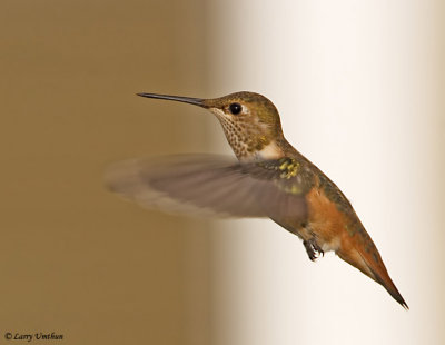 Rufous Hummingbird