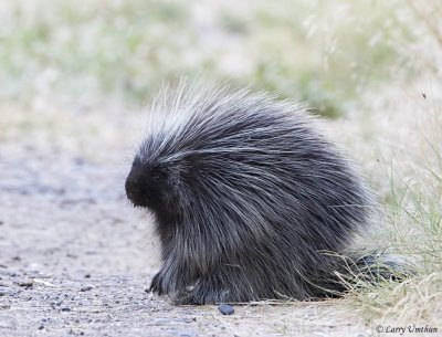 Porcupine