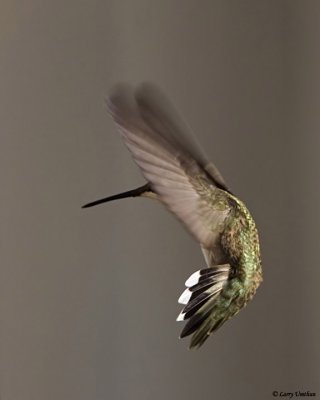 Black-chinned Hummingbird