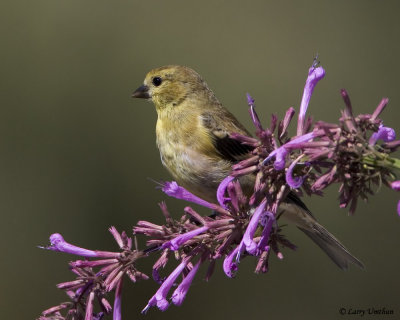 Amercian Goldfinch