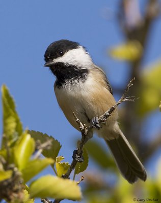 Black-capped Chickadee