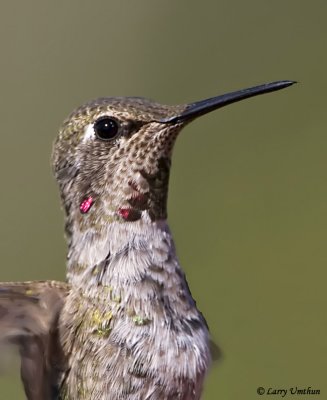 Annas Hummingbird