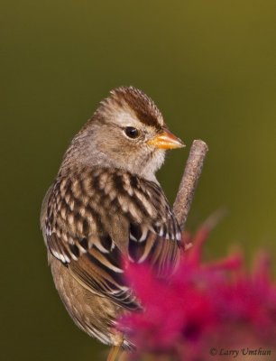 White-crowned Sparrow (1st winter)