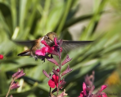 Rufous Hummingbird