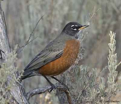 American Robin