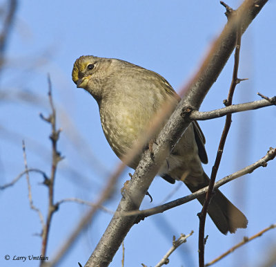 Golden-crowned Sparrow