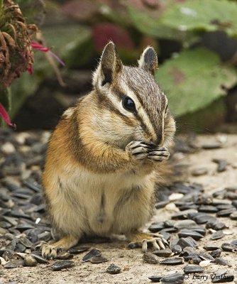 Least Chipmunk