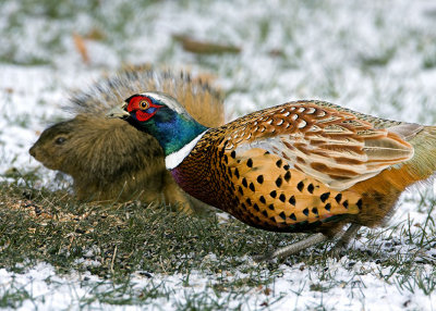 Ring-necked Pheasant