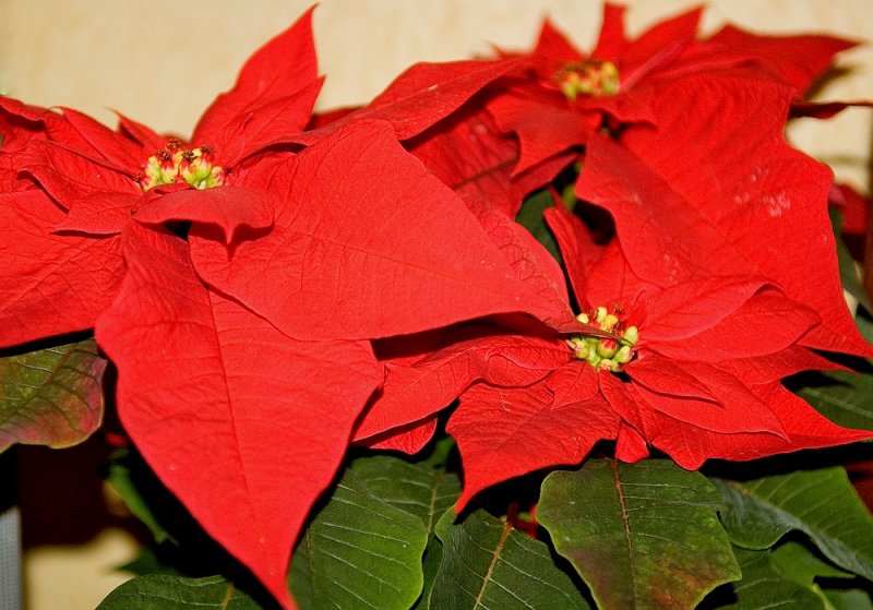 Poinsetia