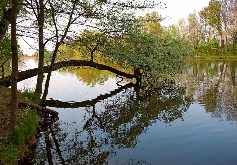 Spring Reflection