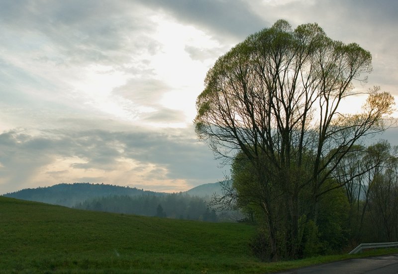 Green Evening Mood