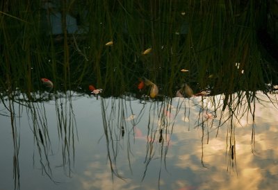 Fishpond In The Sky