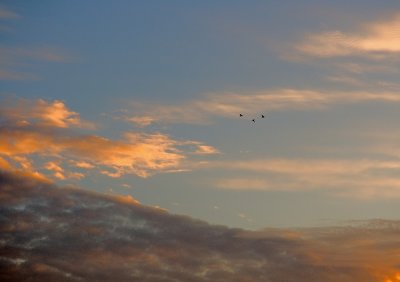 Flying Geese Evening Sky