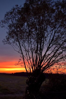 Sunset Behind The Tree