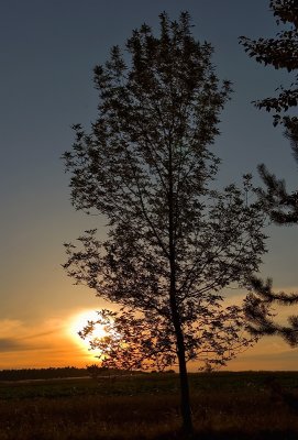 Sun And Tree
