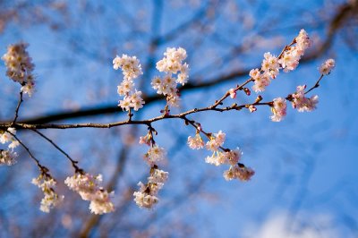 Spring In January