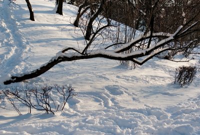 Snowy Branches