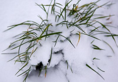 Winter Grass