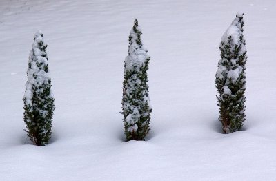 Three Little Snowtrees