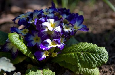 Blue Primulas
