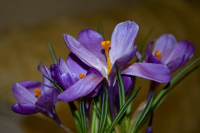 Crocuses Of The Spring