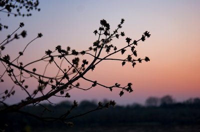 Spring Sunset