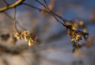 Spring In January