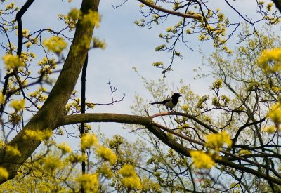 Magpie In A Tree