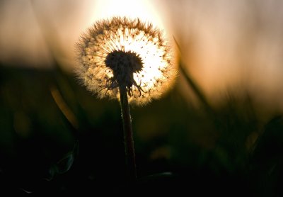 Dandelion Sunset