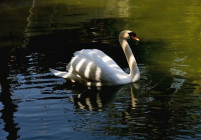 Striped Swan