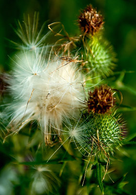  Late Summer Thistle