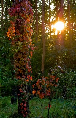 Autumnal Moods