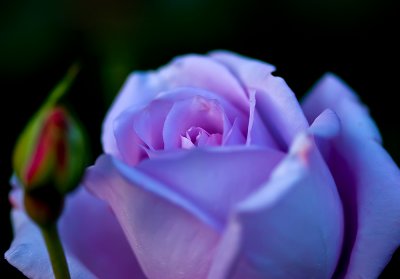 Violet Purple Rose
