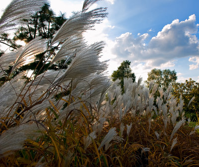 Glowing Grass