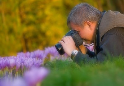 Shooting autumn crocus