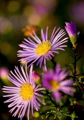 Autumn Asters