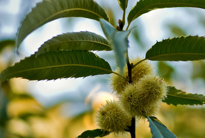 Castanea Sativa