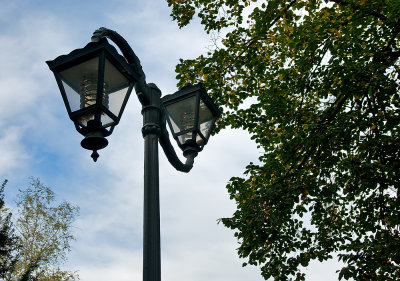 Lamps And Trees
