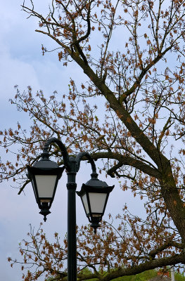 Lantern And A Spring Tree