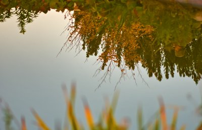 Autumn Reflection