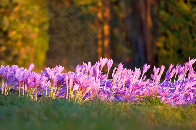 Field Of Autumn Crocuses