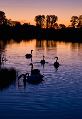 Swan Lake Sunset