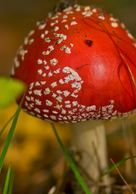 Red And White