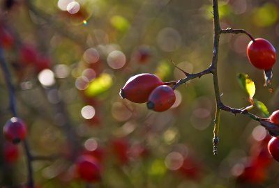 Sparkling Autumn