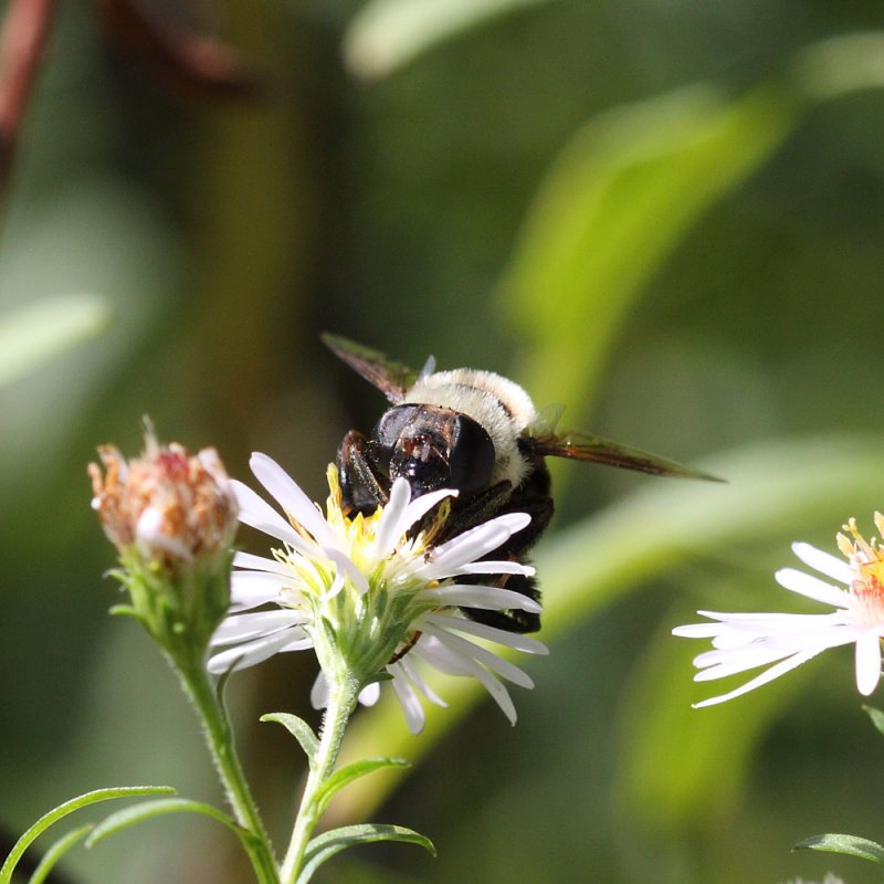 Bee Macro Front On