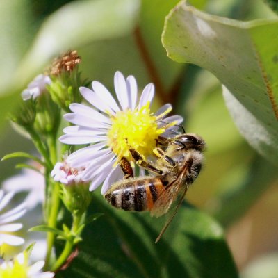 Honey Bee Macro