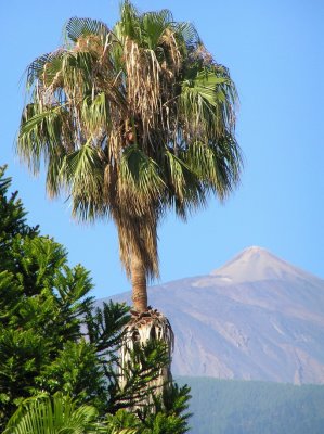 palm tree with pico del Teide.jpg