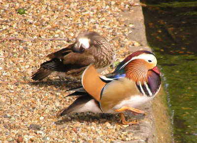 female and male mandarin duck in St. James Park