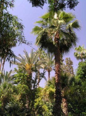 Jardin Majorelle 1