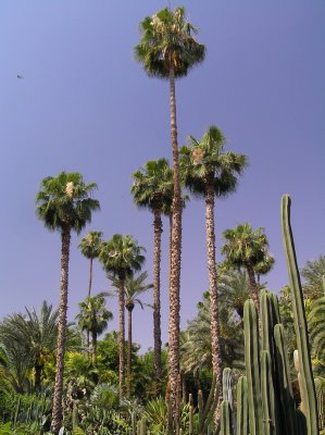Jardin Majorelle 2